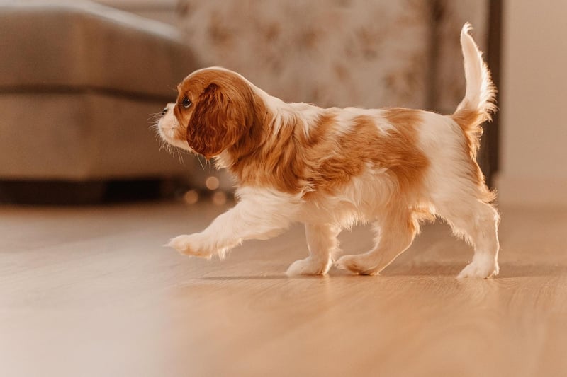 Even a small flat is fine for a cute and cuddly Cavalier King Charles Spaniel - with a couple of walks around the block they'll be happy to spend the rest of their day curled up on your lap.