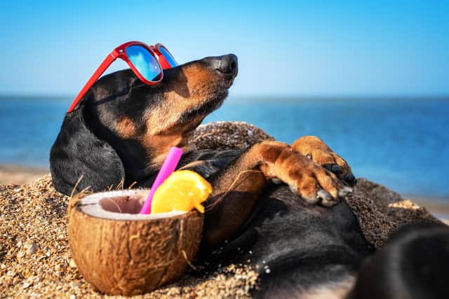 Dogs need a holiday too (photo: Adobe)