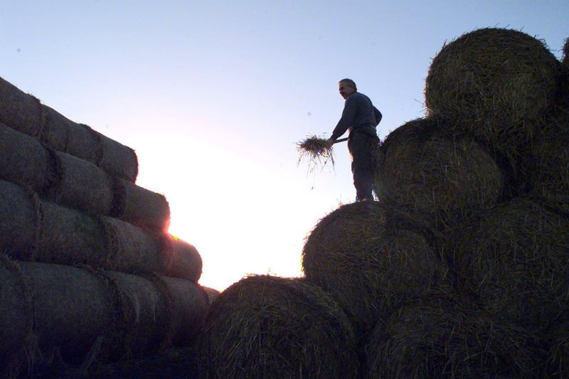 Make hay while the sun shines - on a rare sunny December day farmer Harry Orr checks out the winter bedding for his herd of sheep and beef cattle at Bangour Farm near Bathgate, West Lothian. Picture taken December 2, 1998.
