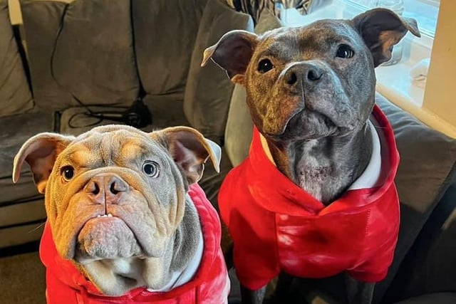 Emma Jane Hamilton shared this photo of her adorable dogs all dressed up.
