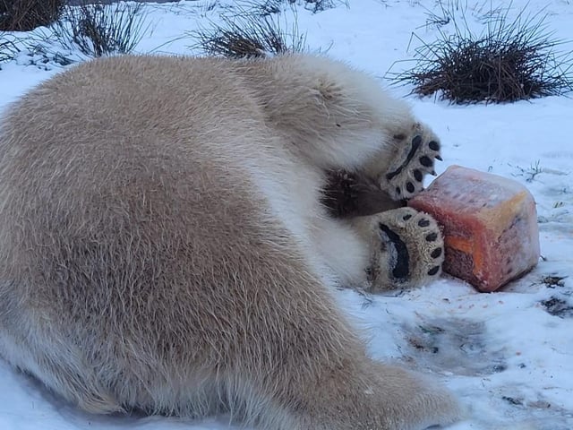 Look at those paws!