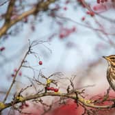 A Redwing  perched on a hawthorn tree. Picutre: Ben Andrew