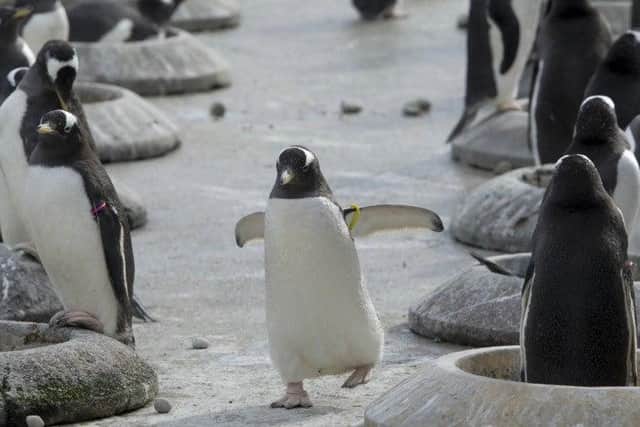 You can keep up with Edinburgh Zoo's penguins over live cam.