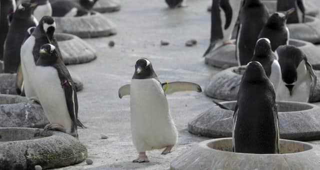 You can keep up with Edinburgh Zoo's penguins over live cam.