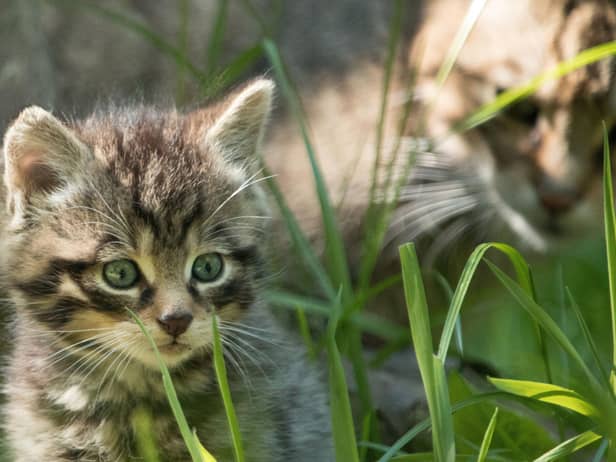The Scottish wildcat has been earmarked for conservation action alongside other iconic and endangered animals from across the globe in the Royal Zoological Society of Scotland's new strategy. Picture: RZSS