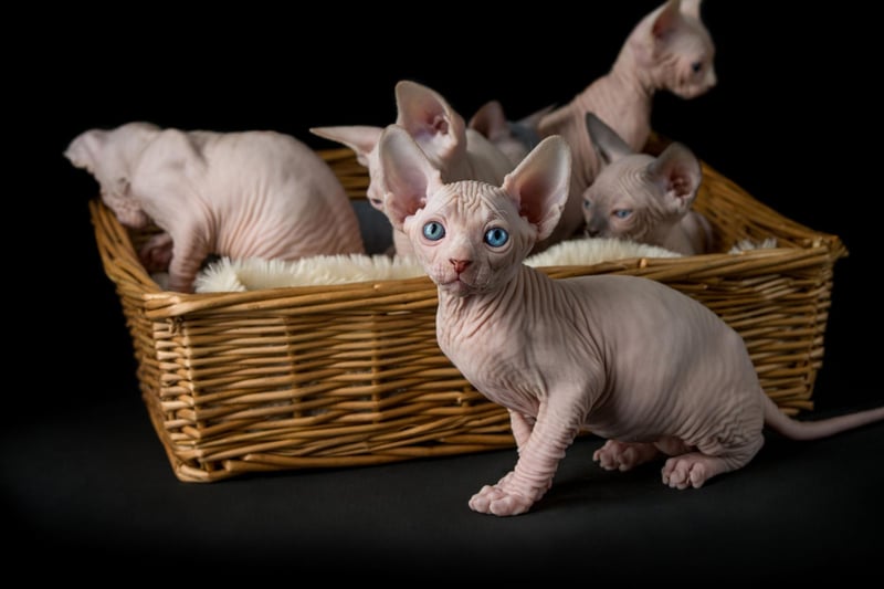 Created by selective breeding starting in the 1960s, the Sphynx Cat is known for its lack of hair - a naturally occuring genetic mutation. A Sphynx kitten will cost you around £1,030.