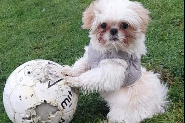 Nicola Ann Dockerty sent over this adorable of her football-crazy dog. She said: "Handsome Gizmo, proud that he's caught the neighbour's football."