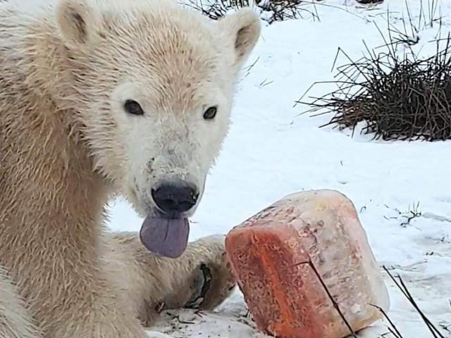 Visitors can see Brodie and mum Victoria at Highland Wildlife Park near Aviemore, which is open from 10am to 4pm during the winter. Last entry is at 3pm and viewing closes at Brodie and Victoria’s enclosure at 3.30pm.