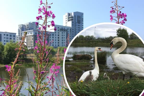 Residents are rallying to save a 'wildlife haven' in Edinburgh's Western Harbour