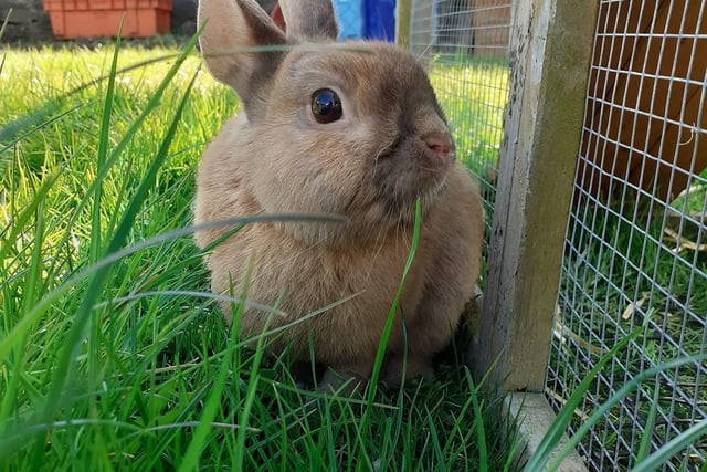 Maria Wiseman shared this photo of her rabbit Toby.