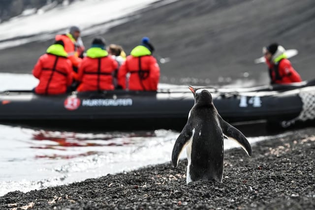 A penguin looks hopeful to join a group of people to travel on an adventure, taken by Gunther Gravogl in Antarctica