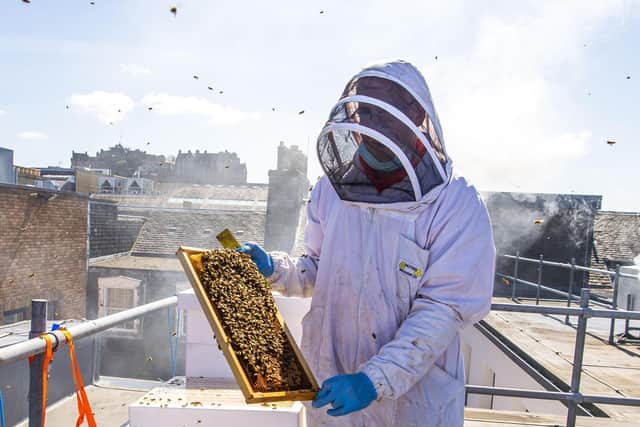 Honey beekeeper Meik Molitor on top of the Eden Locke apartment hotel. Pic: Lisa Ferguson