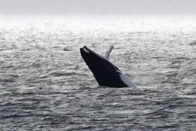 A humpback whale in the Firth of Forth.