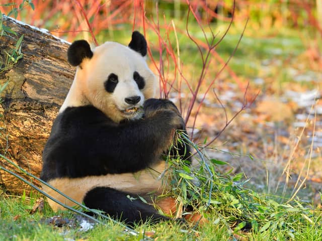 Giant pandas Yang Guang (pictured) and Tian Tian have been very popular with visitors at Edinburgh Zoo since arriving in December 2011. Photo: RZSS