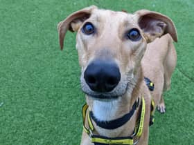 Charlie the lurcher is a rescue dog at Dogs Trust West Calder