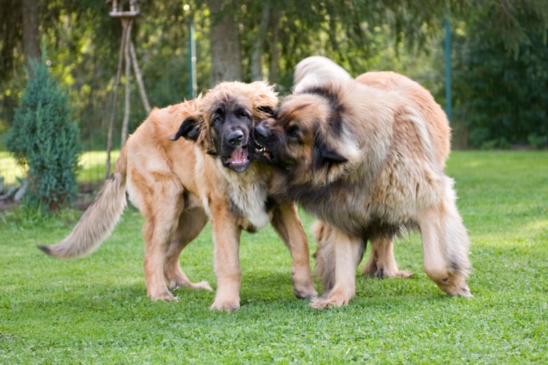The Leonberger is a German bredd that was bred to help rescue people and items from the water. They measure between 26-31 inches tall.