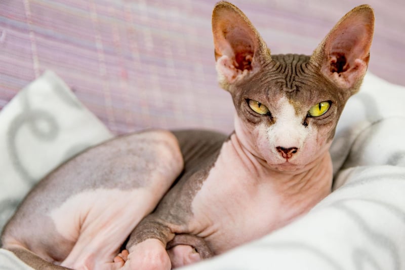 Don't confuse their lack of hair for a cold nature - the Sphynx, also known as the hairless cat, is an outgoing breed that tends to be free with their affection. When they get tired they'll happilly lie on your lap for hours.