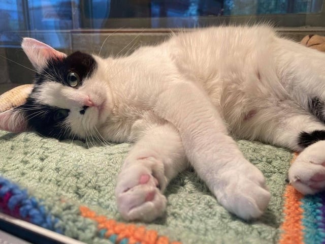 Karen is a beautiful cat. She can be quite nervy when you first meet her, but she is coming round to spending time with people and enjoys taking treats off her human pals.