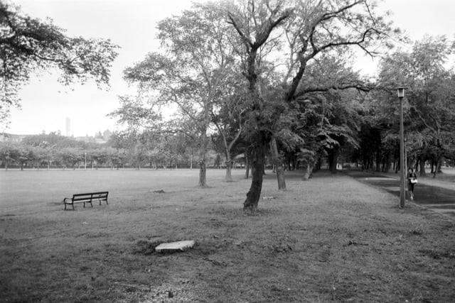 Trees in Middle Meadow Walk were scheduled to be cut down due to Dutch Elm Disease. Year: 1978.