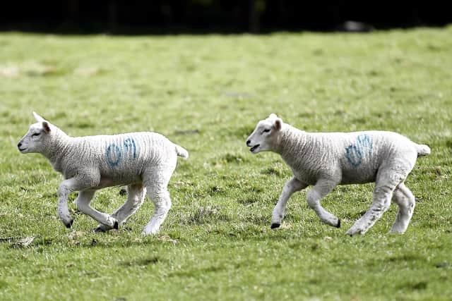 Multiple lambs killed and more injured after suspected dog attack on Fife farm.