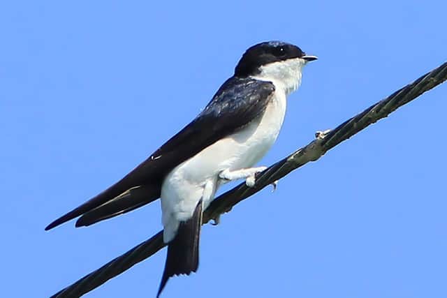 The number of house martins in the UK has fallen rapidly. The species was recently moved to the red list of Britain’s most endangered birds.