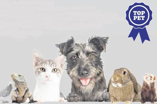 Top Pets is launched today