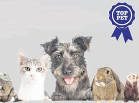 Top Pets is launched today