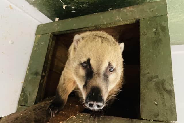 Fife Zoo director, Mike Knight, said: “We believe that our coati is the first in the world to receive acupuncture as a form of treatment for arthritis"