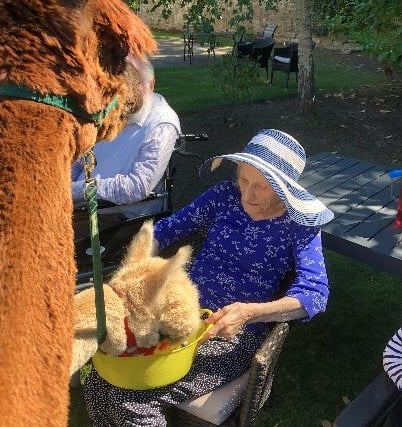 Resident Catherine McIIwhan was delighted to get up close to the alpacas during their visit to the care home.