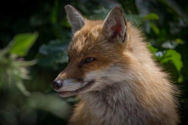 A fox, similar looking to the one that will be running through Edinburgh with an arrow in one of its hind legs
