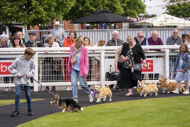 The dogs parade before taking part in the first ever Corgi Derby.