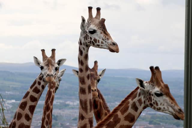 Edinburgh's new giraffes have great views of Corstorphine and other parts of Edinburgh from their enclosure