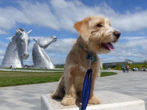If you are going to 'check in' on social media, make sure you take pictures of your iconic pup in front of iconic landmarks