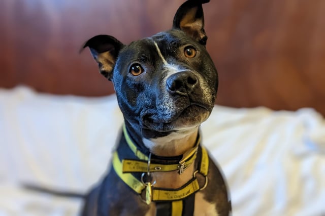 Three-year-old Eddie is a very affectionate and fun boy who loves to be close to the people he loves. He enjoys home comforts, especially snoozing on the sofa, and loves to be the centre of attention. 
He requires active owners who can take him on lots of long walks in quiet areas away from other dogs and who have experience of owning a similar energetic breed. He would like to be the only pet in the home and can live with children aged 16 or over.  He is looking for a garden where he can play and a forever home where he can get plenty of love and cuddles.
