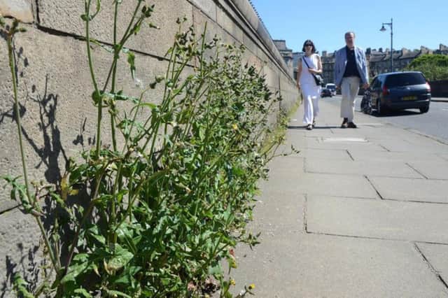 Weeds on Edinburgh's streets are becoming a problem once again