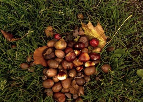 It is that time of year when acorns and chestnuts are in abundance. From @theskysthelimit.photography