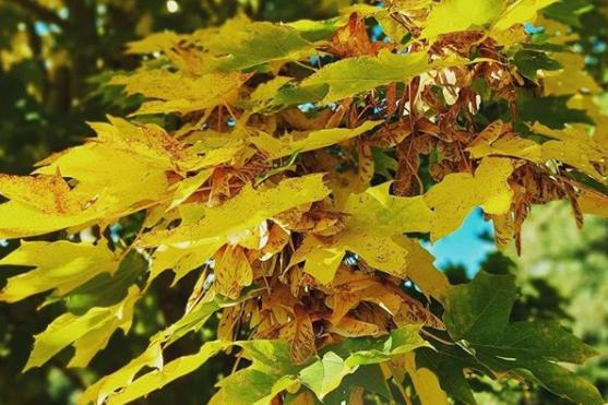 Falling sycamore seeds are a staple of this time of year - from @lt_warren_79