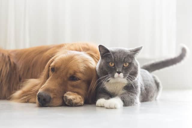 Dogs and cats will compete separately for the title in each category. (Credit: Shutterstock)