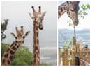 For World Giraffe Day (June 21), Anna Patterson, who usually works in Glenmorangie’s still house, spent time at Edinburgh Zoo assisting the giraffes’ keepers.