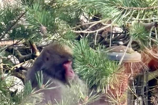 A missing monkey has been captured in the Highlands after four nights on the run. 