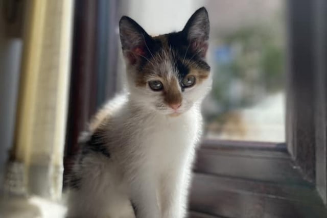 Tiny kitten Luna sitting on a window ledge. Shared by Stefania Desole.