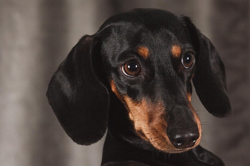 Dachshund takes seventh spot for Edinburgh, with 440 monthly online mentions.