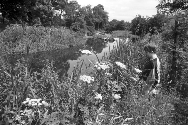 A little boy stands next to Giant Hogweed growing on the banks of the Water of Leith near Chesser House in July 1987.