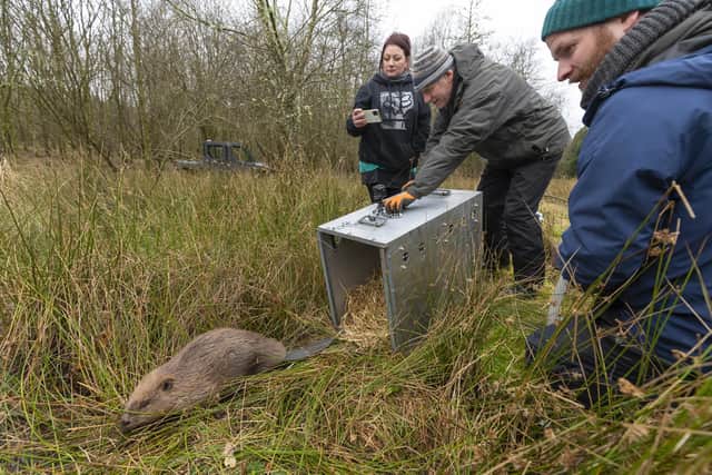 One of the beavers being released after they were saved from culling and moved to a private family farm in Perthshire.