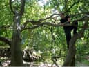 Tree climbing expert Rory Ferguson said that the hobby requires use of mental skill and compound muscle movement.
