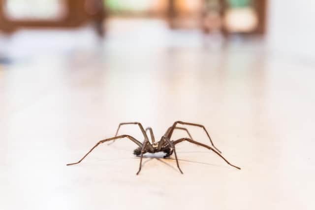 A fear of spiders could be the result of thousands of evolution (Photo: Shutterstock)