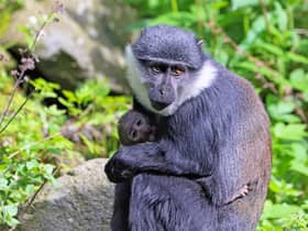 The baby L’Hoest’s monkey with its mother at Edinburgh Zoo.