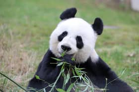 Edinburgh Zoo has announced that giant pandas Yang Guang and Tian Tian will stay until early December.