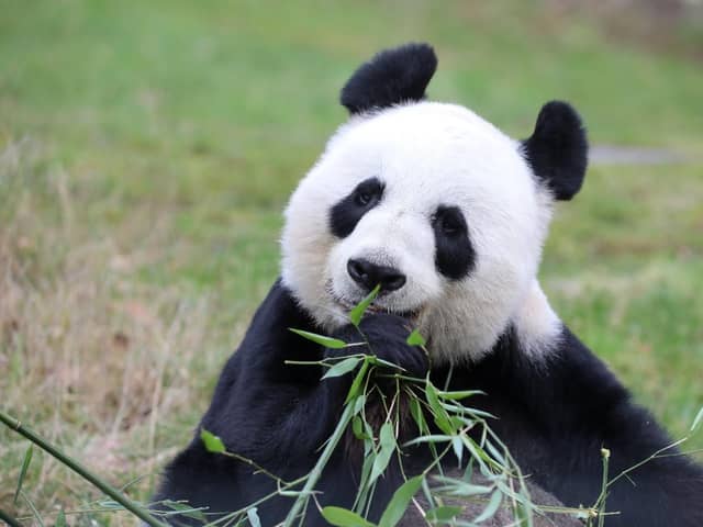 Edinburgh Zoo has announced that giant pandas Yang Guang and Tian Tian will stay until early December.