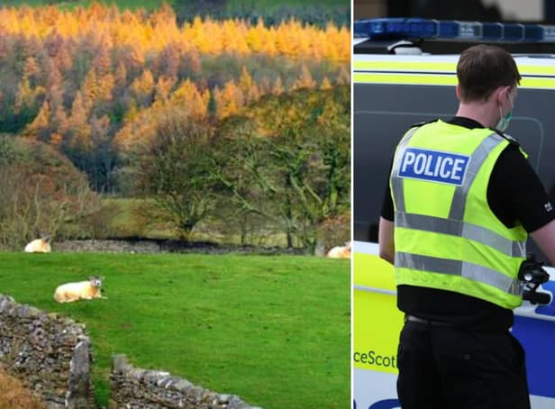 East Lothian crime news: Police issue warning after receiving reports of sheep worrying. Stock image.